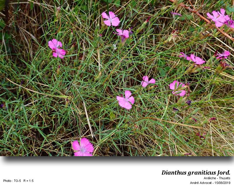 Dianthus graniticus Jord. #61084