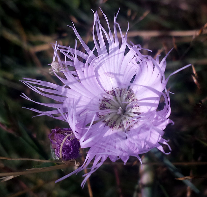 Dianthus hyssopifolius #54407