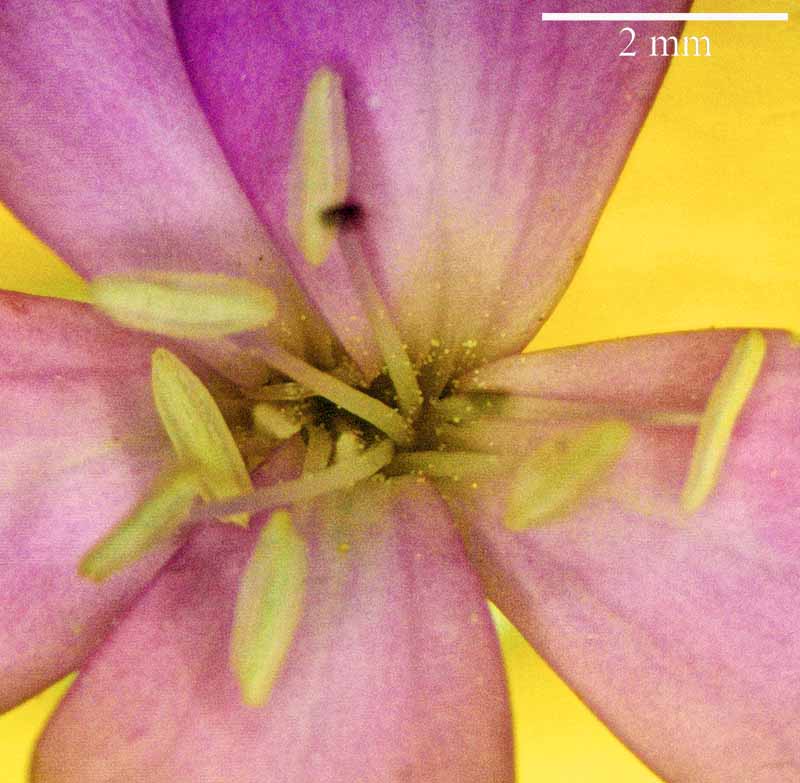 Dianthus longicaulis #50778