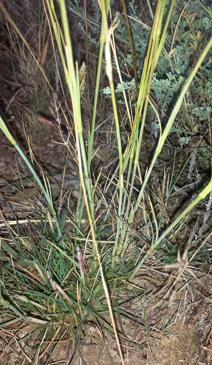 Dianthus longicaulis #50773