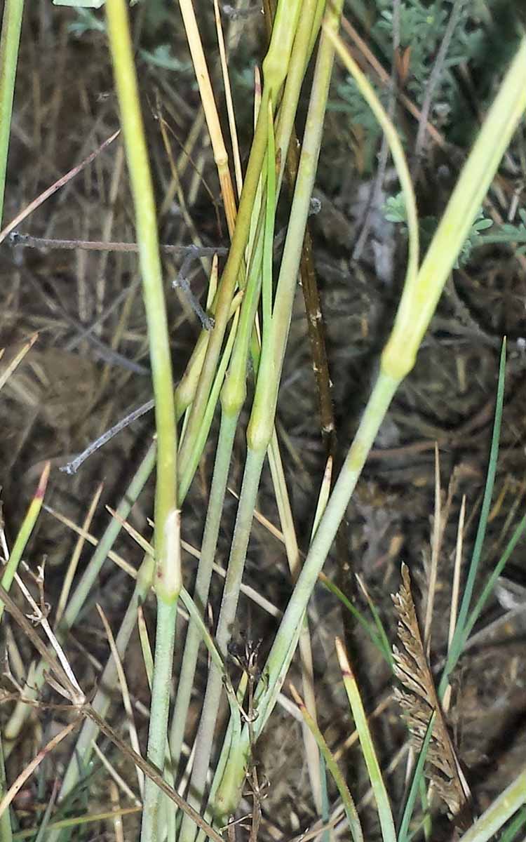 Dianthus longicaulis #50774