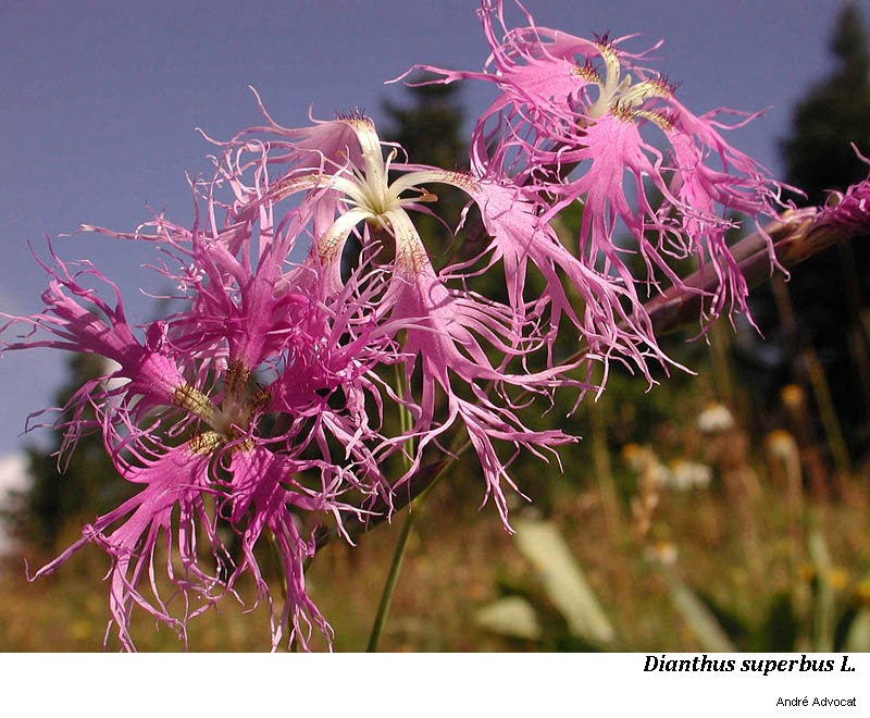 Dianthus superbus L. #53206