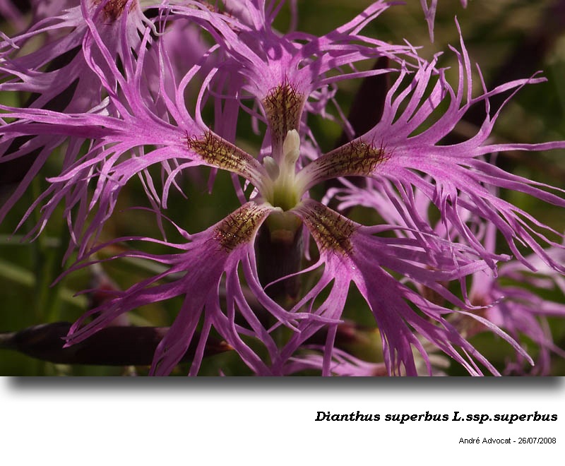 Dianthus superbus L. #53207