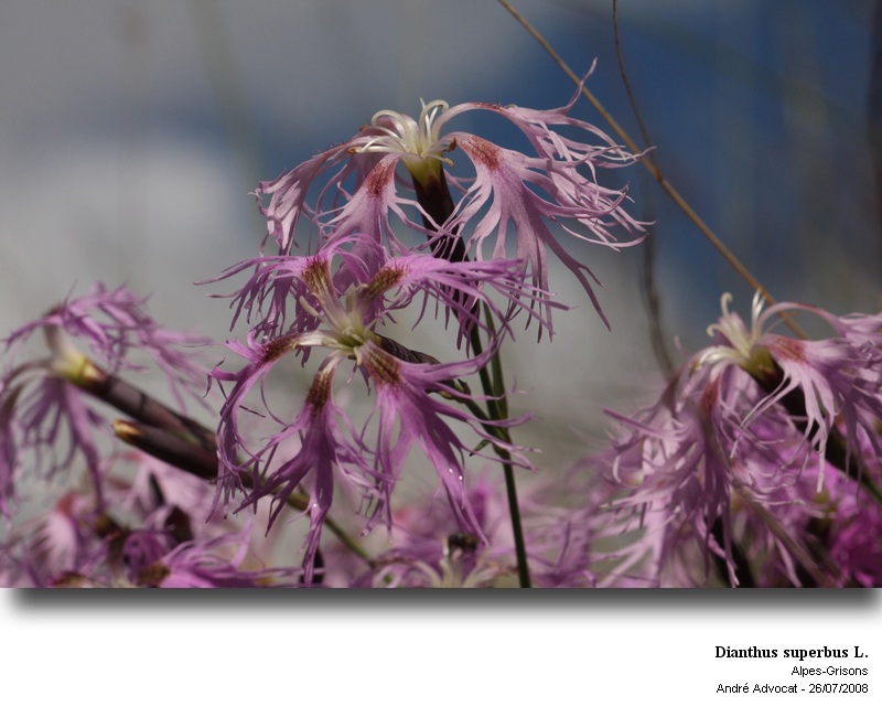 Dianthus superbus L. #53210