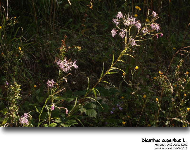 Dianthus superbus L. #53208