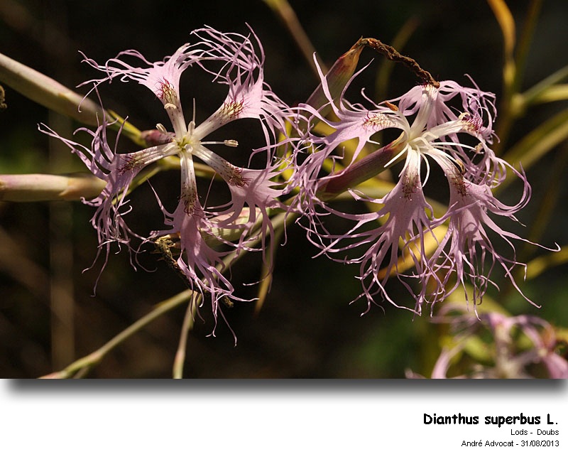 Dianthus superbus L. #53209