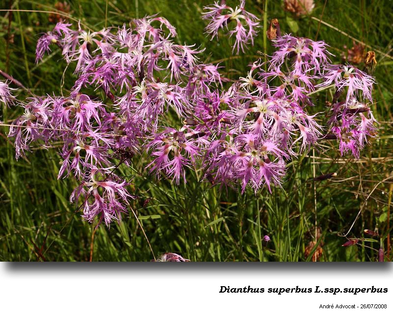 Dianthus superbus L. #53205