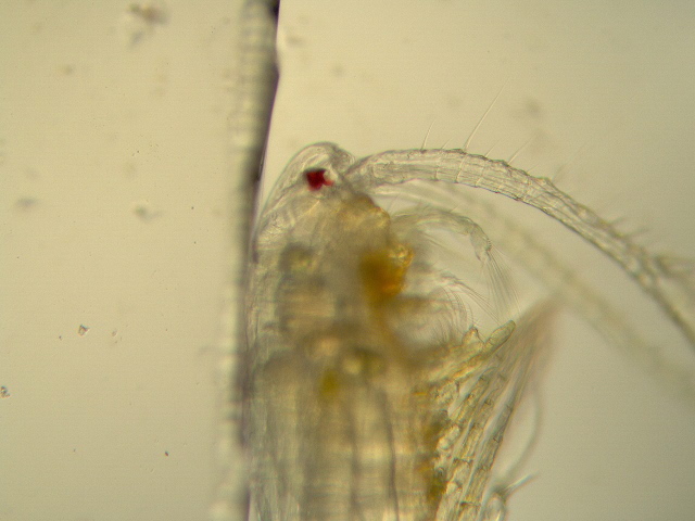 Diaptomus sp. - Diaptomidae - Copépodes #1962