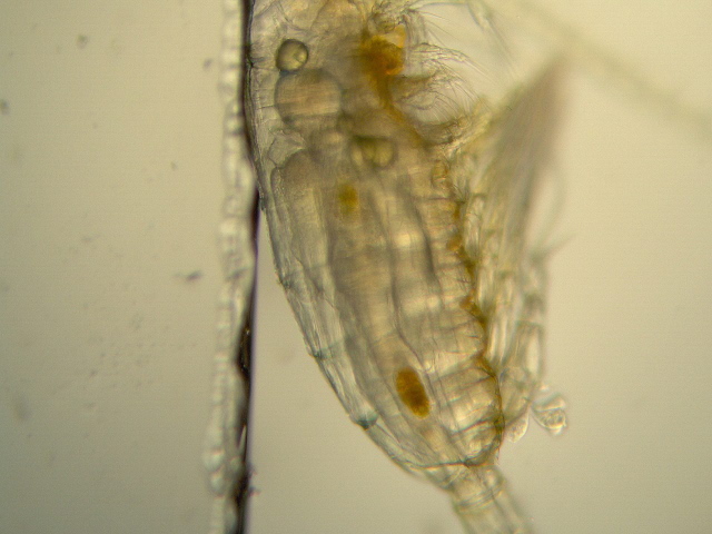 Diaptomus sp. - Diaptomidae - Copépodes #1959