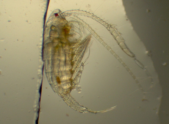 Diaptomus sp. - Diaptomidae - Copépodes #1961