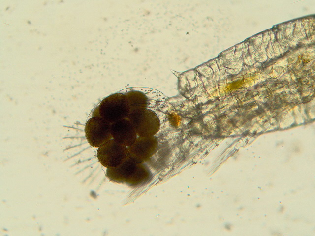 Diaptomus sp. - Diaptomidae - Copépodes #2048