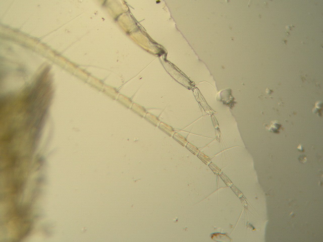 Diaptomus sp. - Diaptomidae - Copépodes #1958