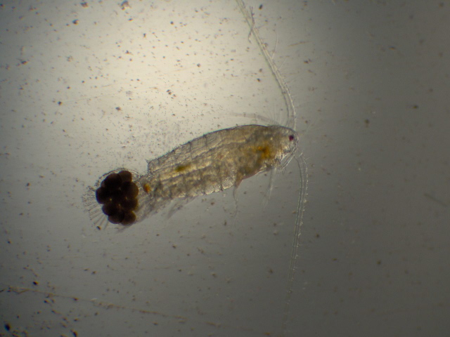 Diaptomus sp. - Diaptomidae - Copépodes #2047