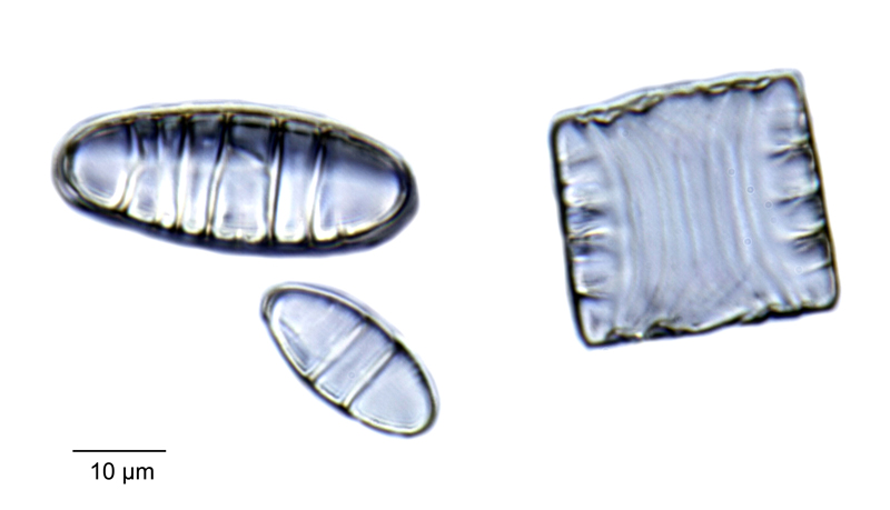 Diatoma hiemale #47912