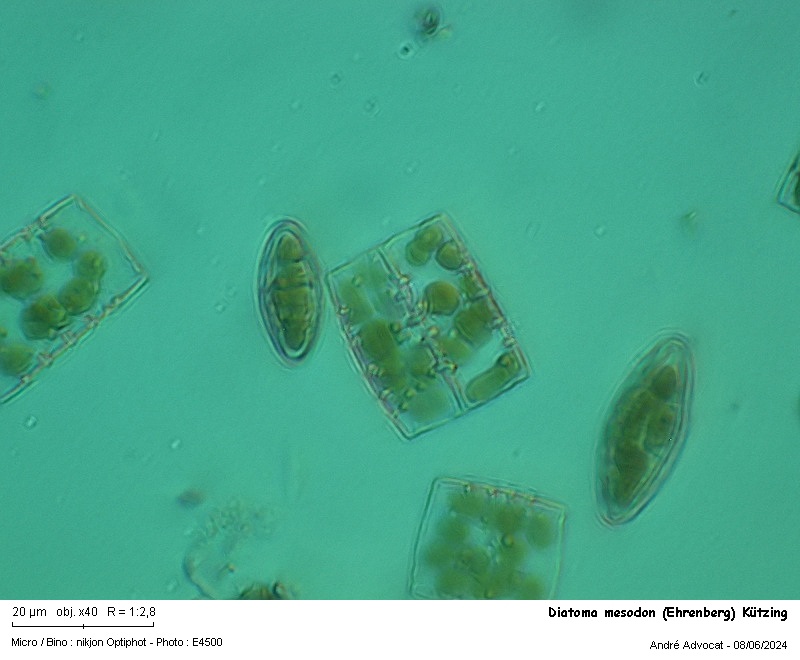Diatoma hyemalis (Roth)Heiberg #79287