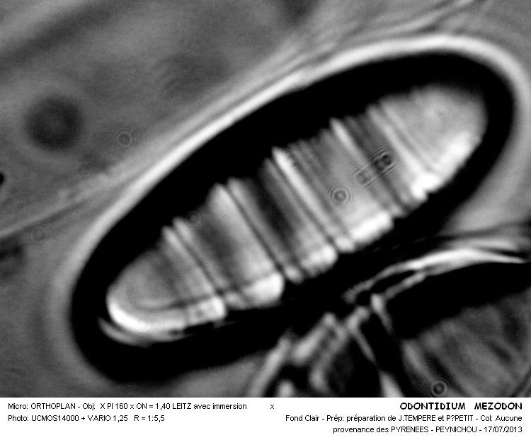 Diatoma mesodon (Ehr.) Kützing #32741