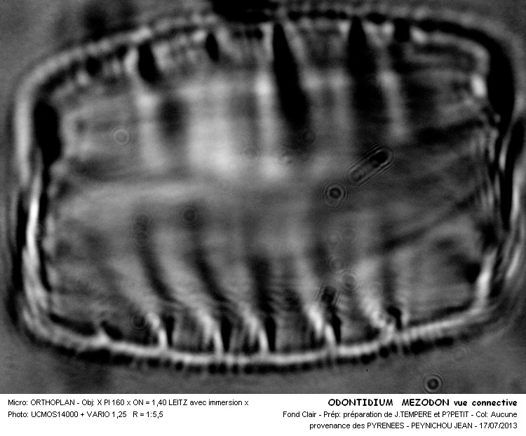 Diatoma mesodon (Ehr.) Kützing #32742