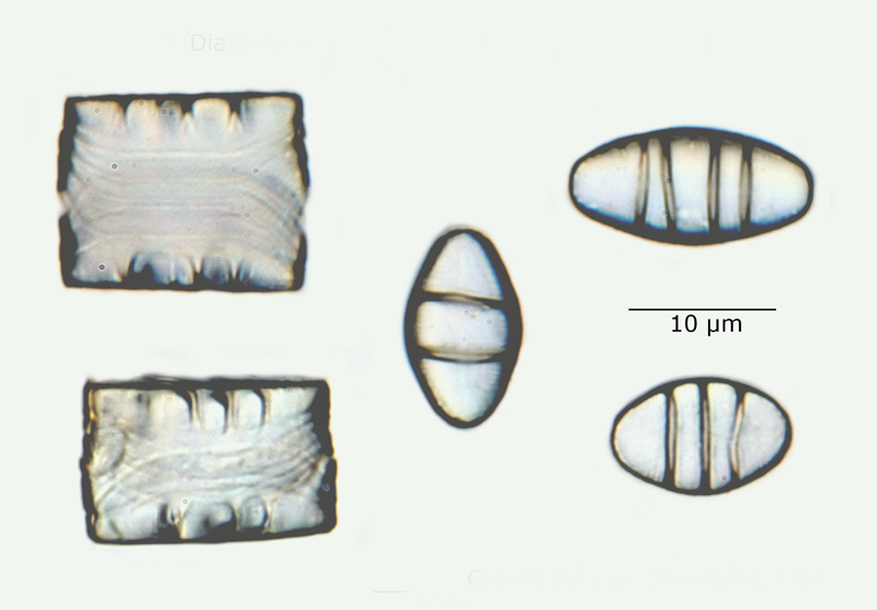 Diatoma mesodon #60266