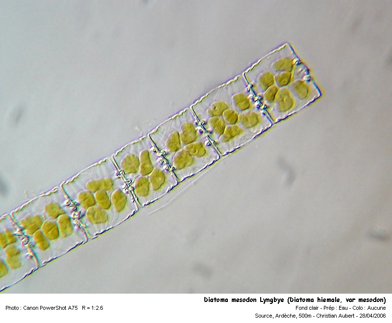 Diatoma mesodon Lyngbye - (Diatoma hiemale var. mesodon) #2854