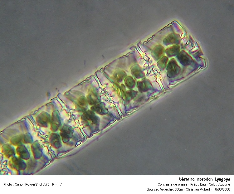 Diatoma mesodon Lyngbye - (Diatoma hiemale var. mesodon) #2856