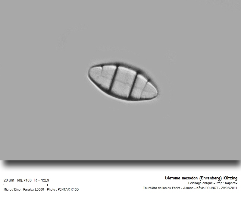 Diatoma mesodon (Ehr.) Kützing #22458