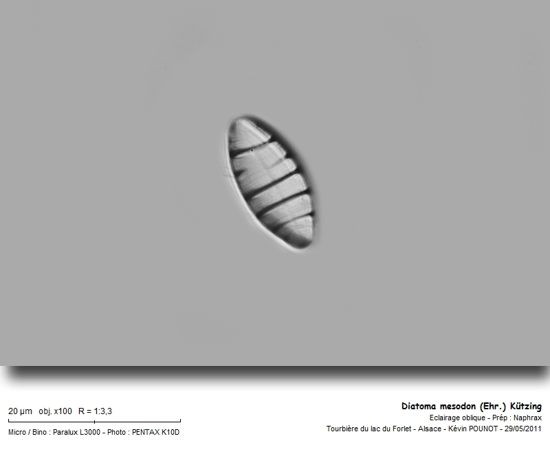 Diatoma mesodon (Ehr.) Kützing #22459