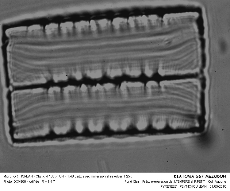 Diatoma mesodon (Ehr.) Kützing #16223