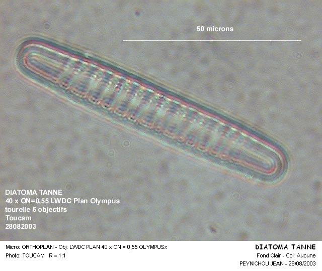 DIATOMA TANNE #32105