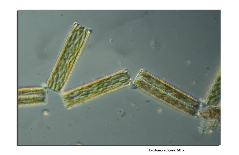 Diatoma vulgare Bory. (In vivo) #14451