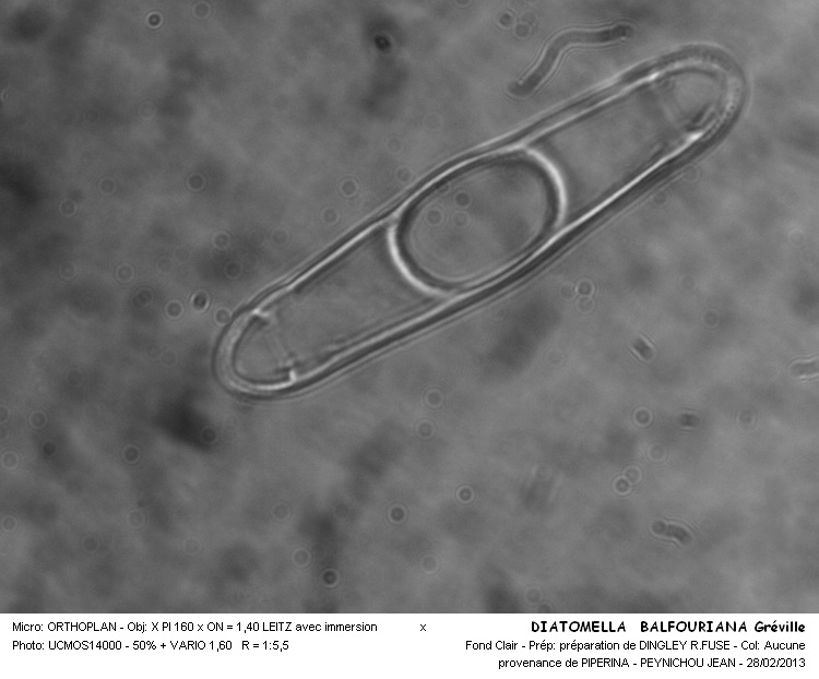 DIATOMELLA BALFOURIANA #30024