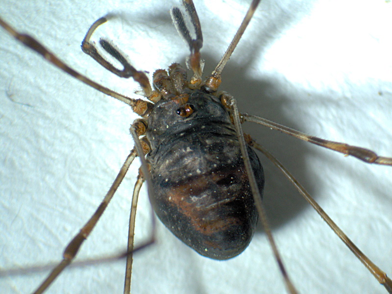 Dicranopalpus ramosus (Simon) - Oligolophinae - Opilion #6491