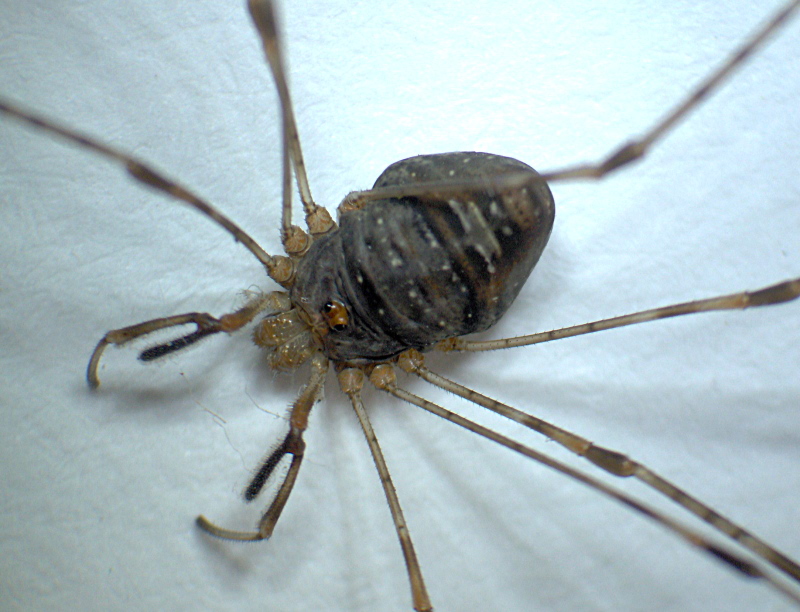 Dicranopalpus ramosus (Simon) - Oligolophinae - Opilion #5418