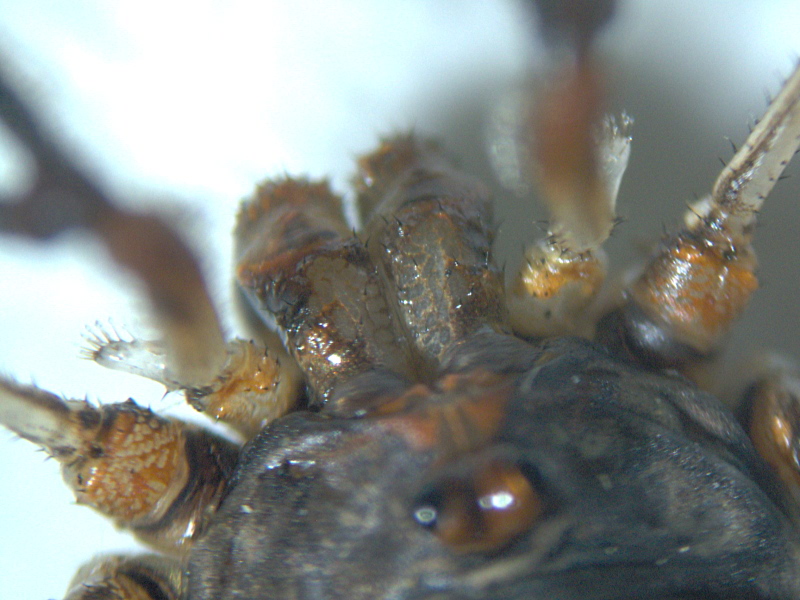 Dicranopalpus ramosus (Simon) - Oligolophinae - Opilion #6490