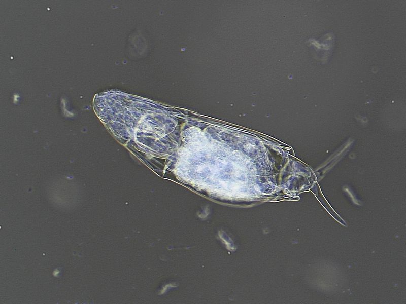 Dicranophorus forcipatus #44604