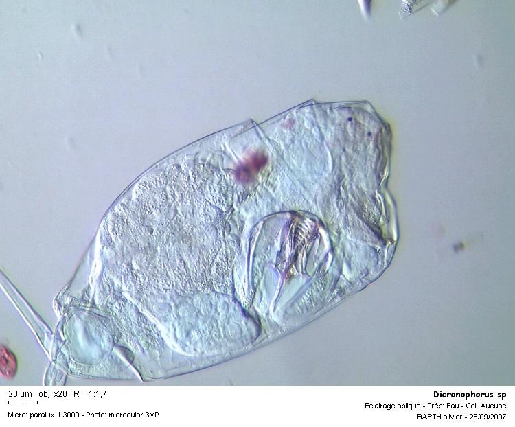 Dicranophorus sp #1004