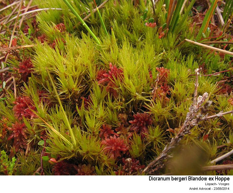 Dicranum bergeri Bland. #39025