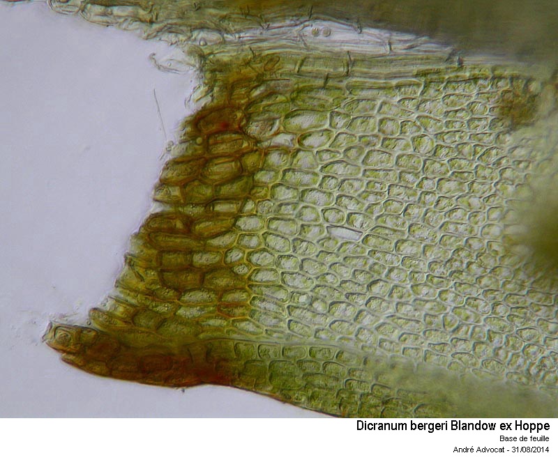 Dicranum bergeri Bland. #39272