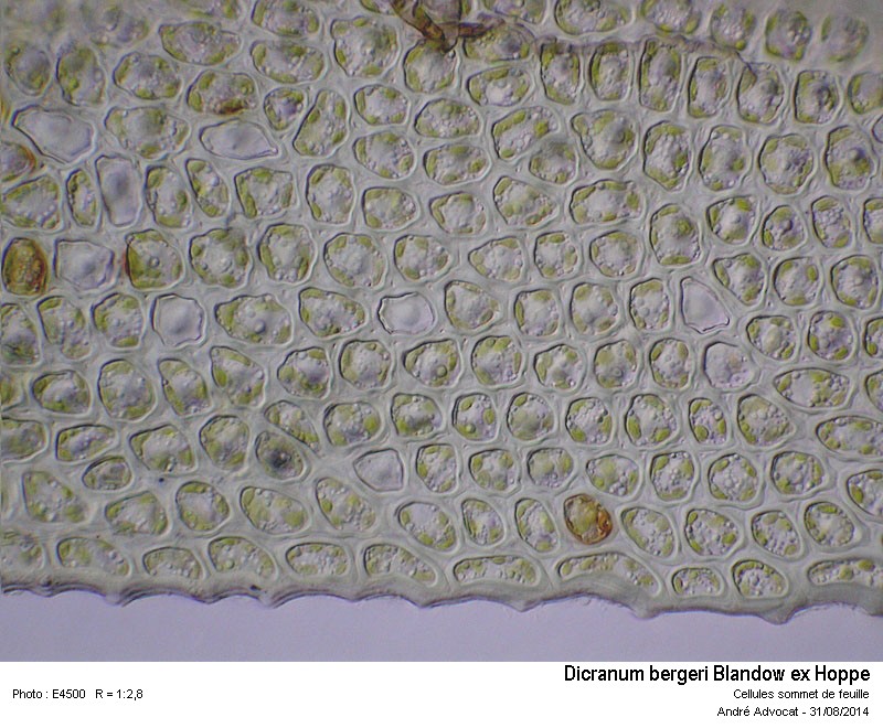 Dicranum bergeri Bland. #39271