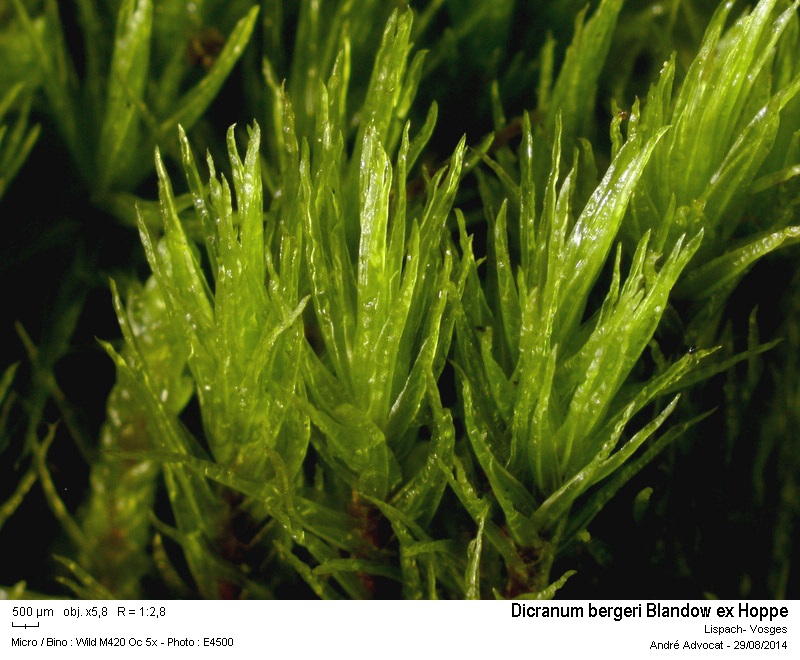 Dicranum bergeri Bland. #39026