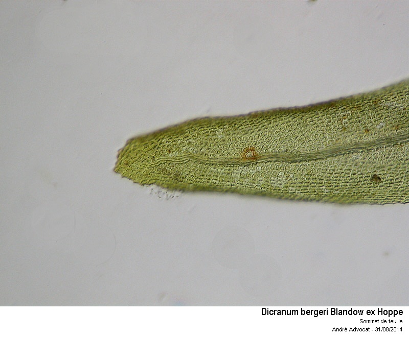 Dicranum bergeri Bland. #39028