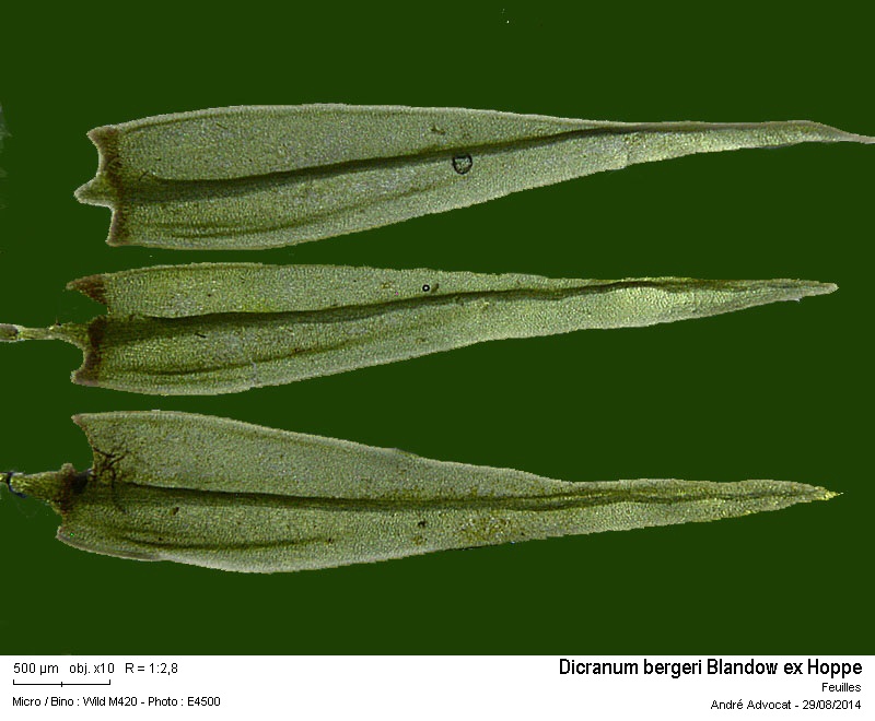 Dicranum bergeri Bland. #39027
