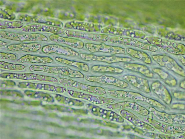 Dicranum bonjeanii De Not. #66183