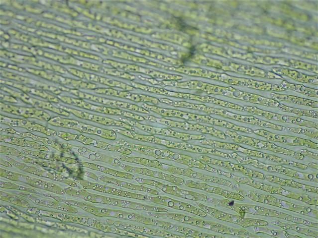 Dicranum bonjeanii De Not. #66182