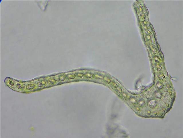 Dicranum bonjeanii De Not. #66180