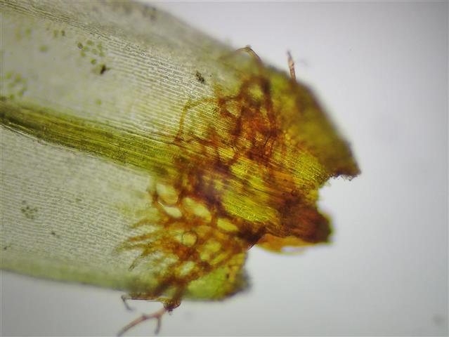 Dicranum bonjeanii De Not. #66181