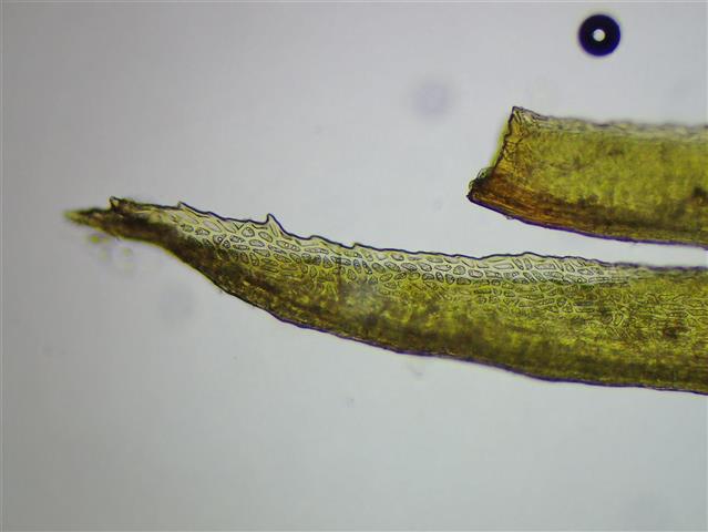 Dicranum bonjeanii De Not. #66179