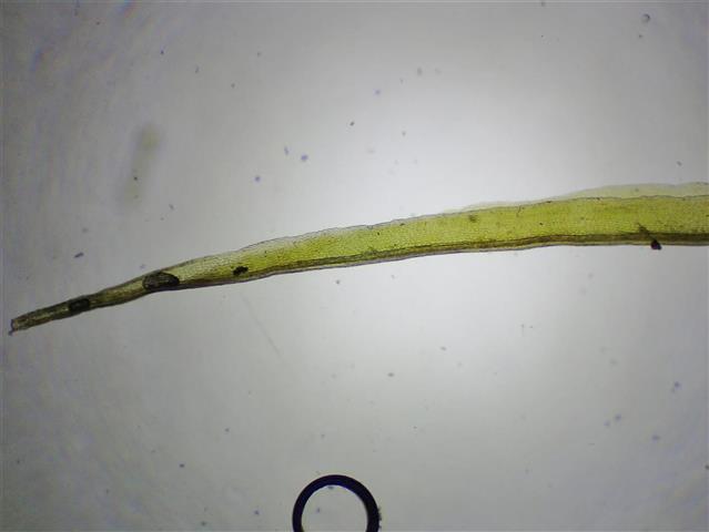 Dicranum bonjeanii De Not. #66178