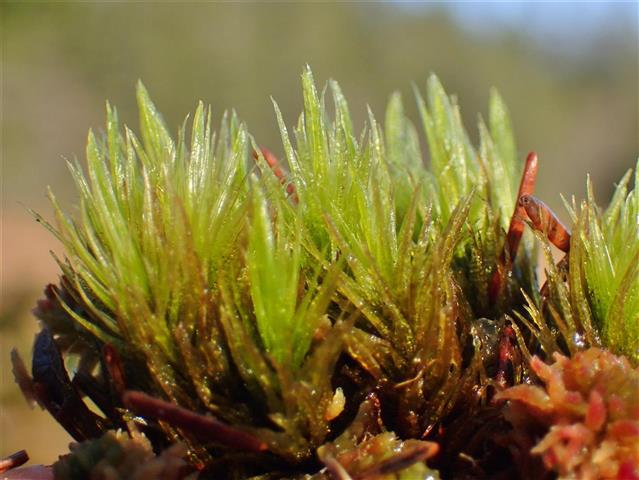 Dicranum bonjeanii De Not. #66177