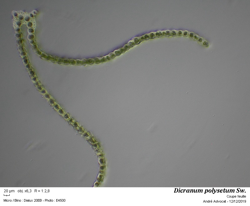Dicranum polysetum Sw. #61239