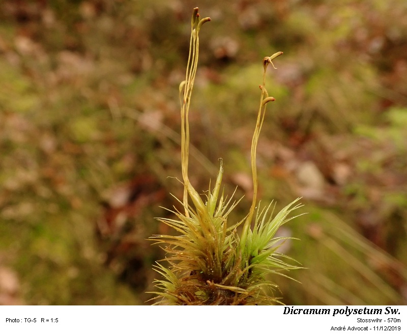 Dicranum polysetum Sw. #61242